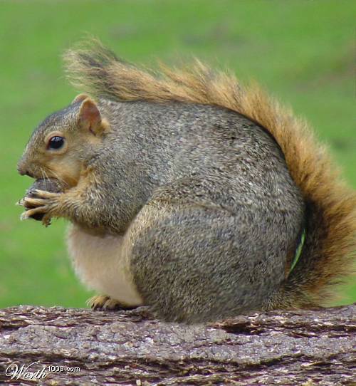 Squirrel Ass 51